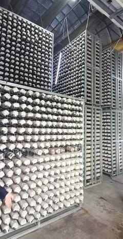 探尋齊長城 長城腳下“智慧工廠”助民增收，香菇基地里“枯木變金”激活網絡文化傳播